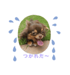 チワワ の日常♬（個別スタンプ：2）