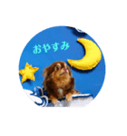 チワワ の日常♬（個別スタンプ：3）