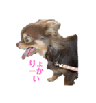 チワワ の日常♬（個別スタンプ：8）