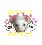 フェレットのコッパがご挨拶（個別スタンプ：2）