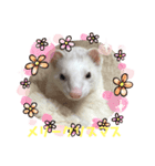 フェレットのコッパがご挨拶（個別スタンプ：4）