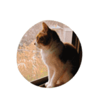かわいい猫の物語（個別スタンプ：1）