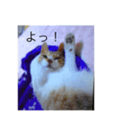 かわいい猫の物語（個別スタンプ：2）