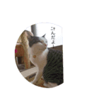 かわいい猫の物語（個別スタンプ：4）