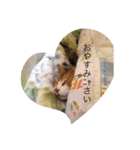 かわいい猫の物語（個別スタンプ：5）