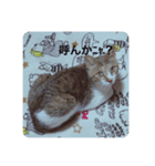 かわいい猫の物語（個別スタンプ：6）