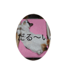 かわいい猫の物語（個別スタンプ：7）
