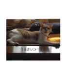 かわいい猫の物語（個別スタンプ：8）