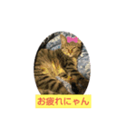 翔どんどん。（個別スタンプ：4）