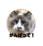 チャトラとラグドール（個別スタンプ：6）