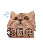 猫のイヴとモモンガおとちゃんの日常1（個別スタンプ：1）