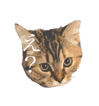 猫のイヴとモモンガおとちゃんの日常1（個別スタンプ：2）