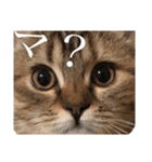猫のイヴとモモンガおとちゃんの日常1（個別スタンプ：3）
