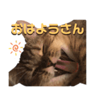 猫のイヴとモモンガおとちゃんの日常1（個別スタンプ：5）