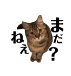猫のイヴとモモンガおとちゃんの日常1（個別スタンプ：8）