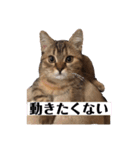 猫のイヴとモモンガおとちゃんの日常1（個別スタンプ：9）