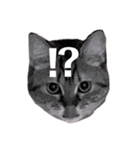 猫のイヴとモモンガおとちゃんの日常1（個別スタンプ：16）