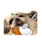 日々まるちゃん24（個別スタンプ：2）