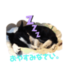 我が家のbuddyちゃん（個別スタンプ：3）