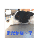 我が家のbuddyちゃん（個別スタンプ：7）