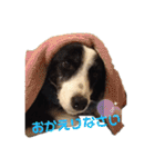 我が家のbuddyちゃん（個別スタンプ：9）