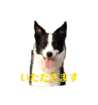我が家のbuddyちゃん（個別スタンプ：11）