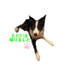 我が家のbuddyちゃん（個別スタンプ：12）