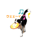 我が家のbuddyちゃん（個別スタンプ：16）