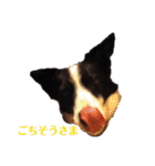我が家のbuddyちゃん（個別スタンプ：17）