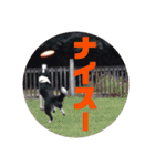 我が家のbuddyちゃん（個別スタンプ：23）