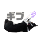 我が家のbuddyちゃん（個別スタンプ：25）