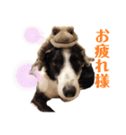我が家のbuddyちゃん（個別スタンプ：29）