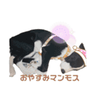 我が家のbuddyちゃん（個別スタンプ：33）