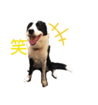 我が家のbuddyちゃん（個別スタンプ：35）