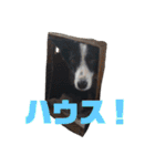 我が家のbuddyちゃん（個別スタンプ：36）