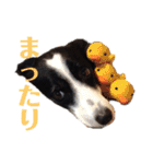 我が家のbuddyちゃん（個別スタンプ：40）