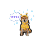 りこちこボンボンはなび（個別スタンプ：4）
