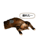 りこちこボンボンはなび（個別スタンプ：12）