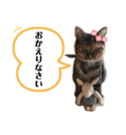 りこちこボンボンはなび（個別スタンプ：31）