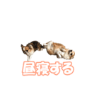 風太だよ（個別スタンプ：6）