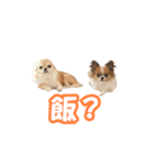 風太だよ（個別スタンプ：8）