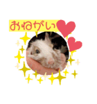 デグーのこうしくん。（個別スタンプ：1）