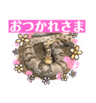 デグーのこうしくん。（個別スタンプ：2）