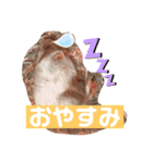 デグーのこうしくん。（個別スタンプ：3）