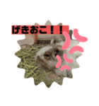 デグーのこうしくん。（個別スタンプ：4）