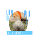デグーのこうしくん。（個別スタンプ：5）
