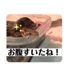 デグーのこうしくん。（個別スタンプ：6）