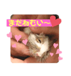 デグーのこうしくん。（個別スタンプ：7）