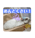 デグーのこうしくん。（個別スタンプ：8）