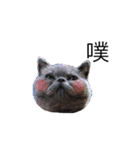 Kabi Kitty（個別スタンプ：1）